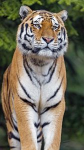 Превью обои тигр, большая кошка, взгляд, хищник