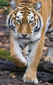 Превью обои тигр, большая кошка, взгляд, хищник, морда