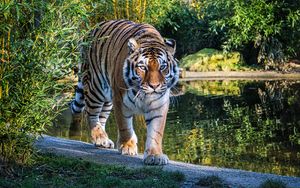 Превью обои тигр, большая кошка, взгляд, хищник, озеро