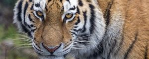 Превью обои тигр, большая кошка, взгляд, хищник, полосы