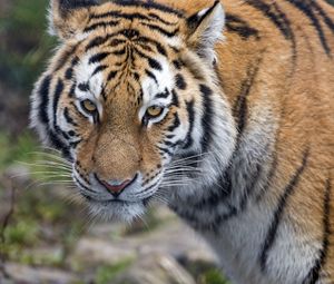 Превью обои тигр, большая кошка, взгляд, хищник, полосы