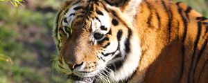 Превью обои тигр, большая кошка, взгляд, хищник, животное
