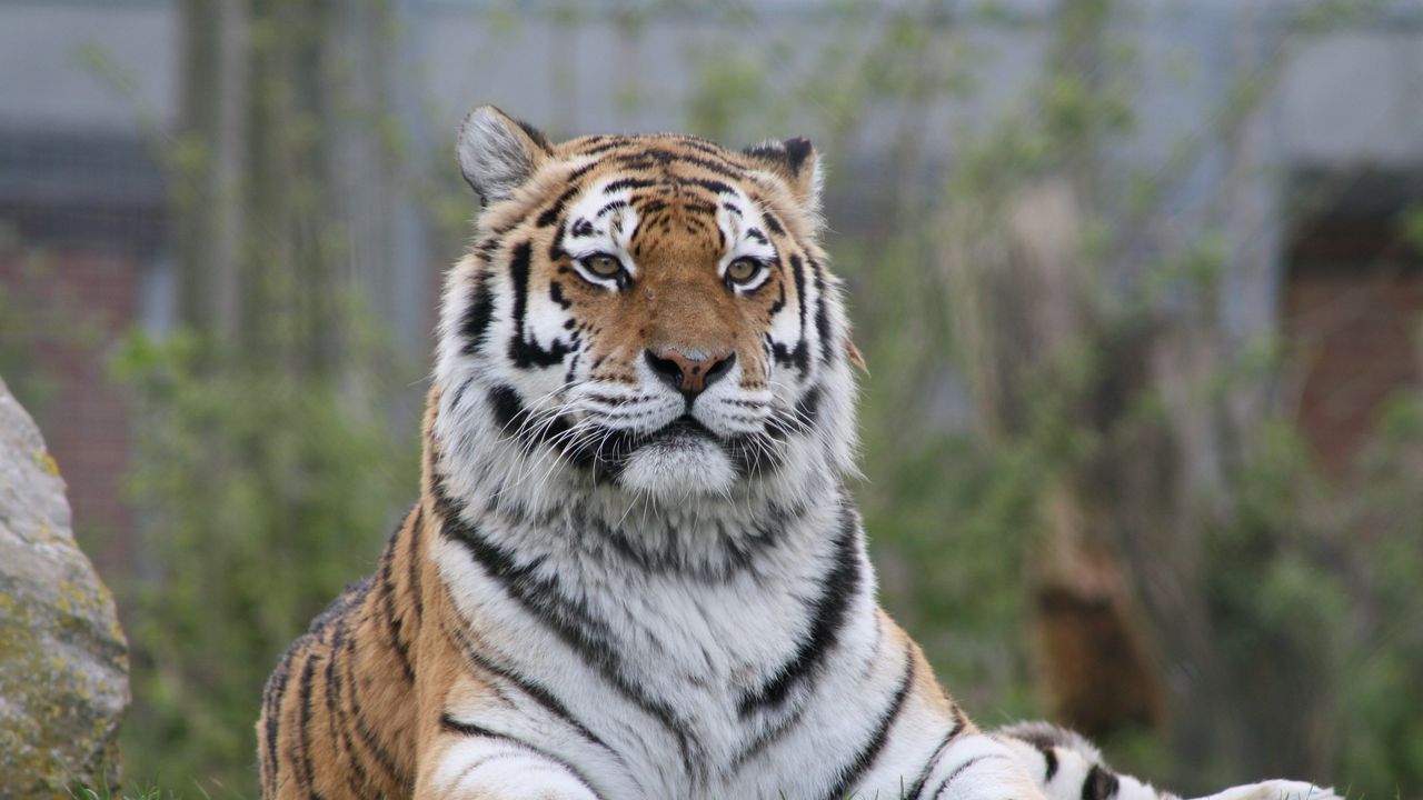 Обои тигр, большая кошка, взгляд, хищник, лапы