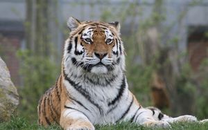 Превью обои тигр, большая кошка, взгляд, хищник, лапы