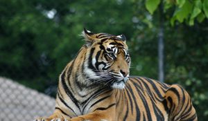 Превью обои тигр, большая кошка, взгляд, хищник, морда, полосы