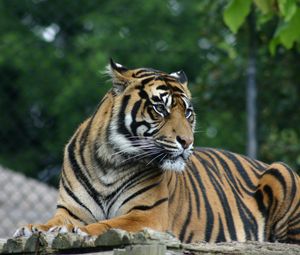 Превью обои тигр, большая кошка, взгляд, хищник, морда, полосы