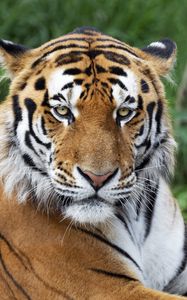 Превью обои тигр, большая кошка, взгляд, хищник, полосы, морда