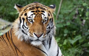 Превью обои тигр, большая кошка, взгляд, хищник, полосы, морда
