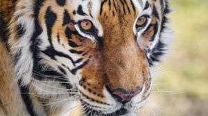 Превью обои тигр, большая кошка, животное, хищник