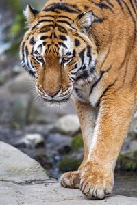 Превью обои тигр, большая кошка, животное, полосатый, дикий