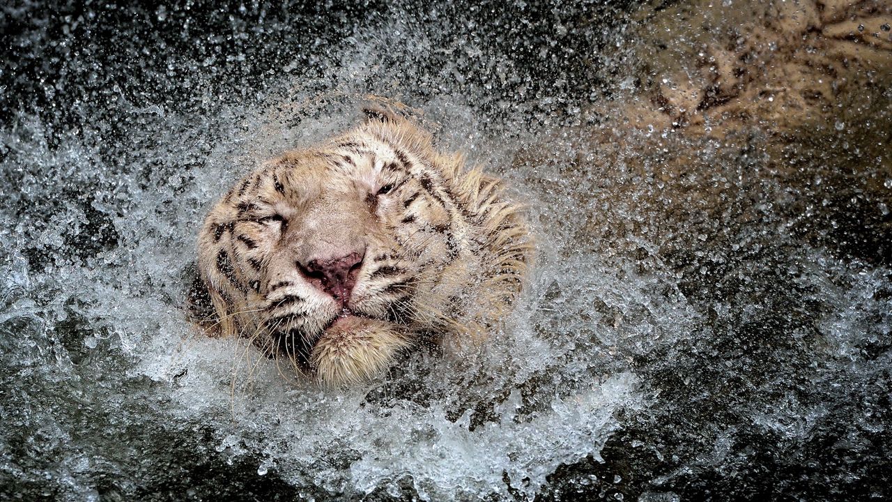 Обои тигр, брызги, купаться