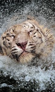 Превью обои тигр, брызги, купаться