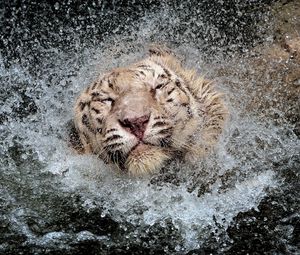 Превью обои тигр, брызги, купаться