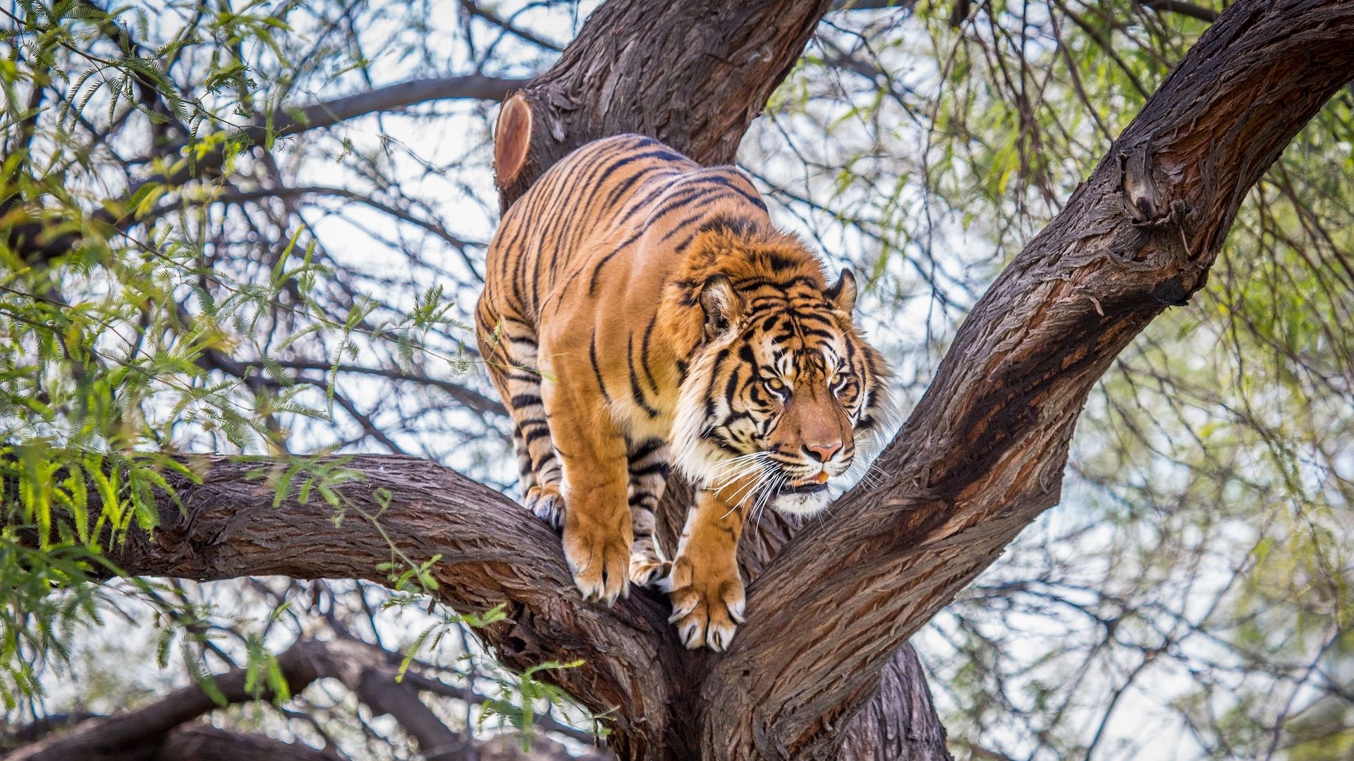 Тигры На Дереве
