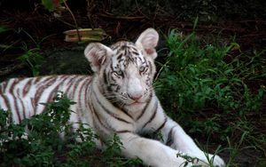 Превью обои тигр, детеныш, альбинос, большая кошка, полосатый, трава, сидеть
