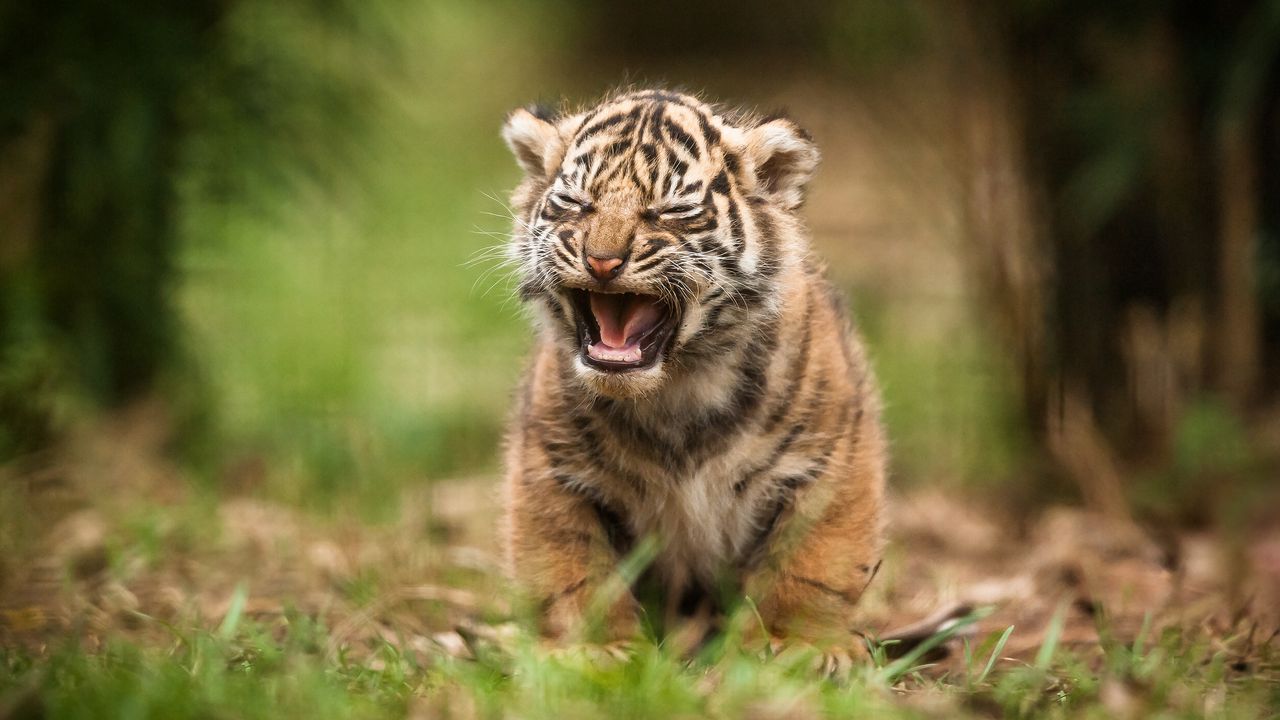 Обои тигр, детеныш, крик, размытость