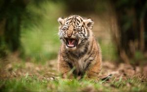 Превью обои тигр, детеныш, крик, размытость
