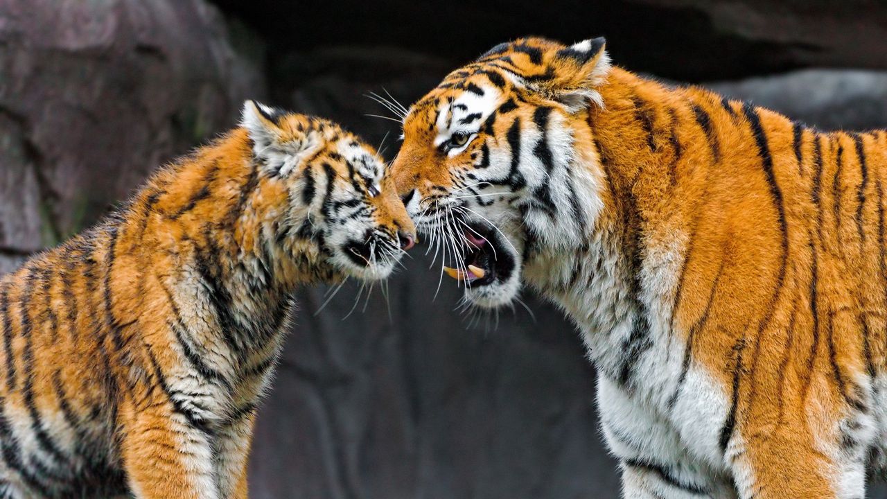 Обои тигр, детеныш, пара, забота, большая кошка