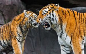 Превью обои тигр, детеныш, пара, забота, большая кошка