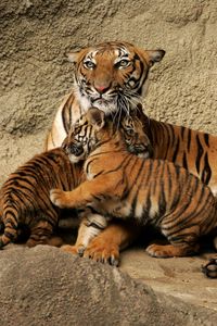 Превью обои тигр, детеныши, забота, игривые