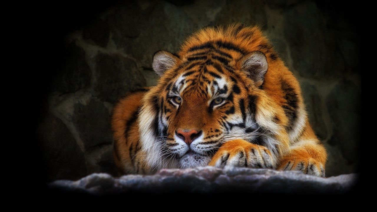 Мудрые слова о смысле жизни с тигром
