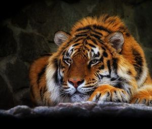 Превью обои тигр, дикая кошка, темный фон