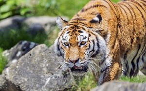 Превью обои тигр, дикое животное, мокрый, камни, размытие, голова