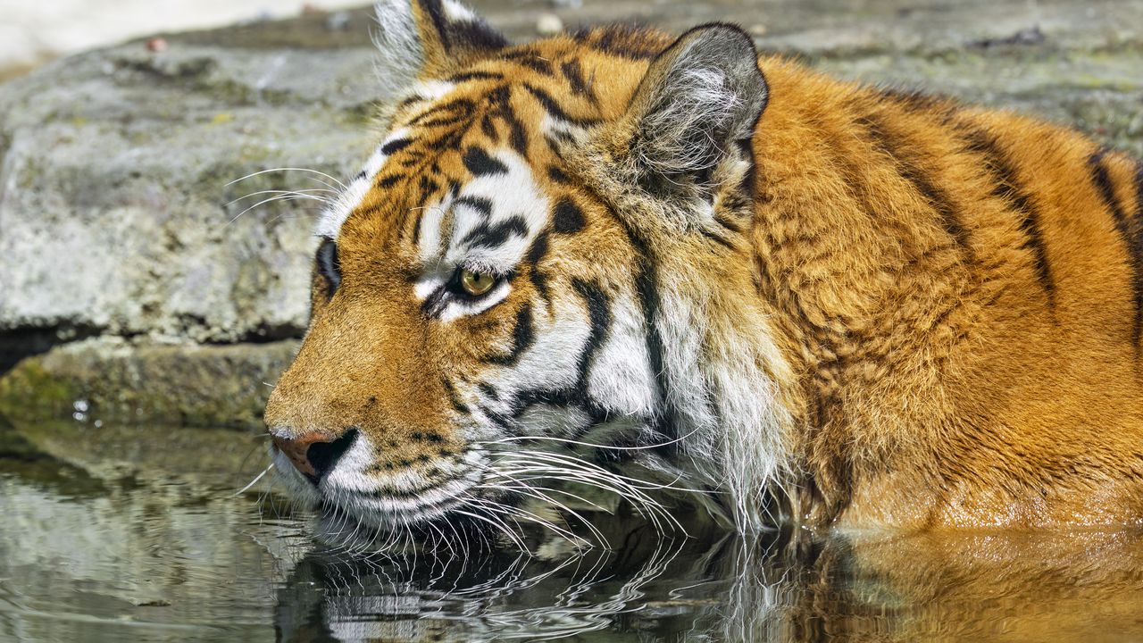 Обои тигр, дикое животное, вода, мокрый, большая кошка