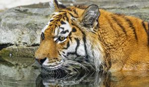 Превью обои тигр, дикое животное, вода, мокрый, большая кошка