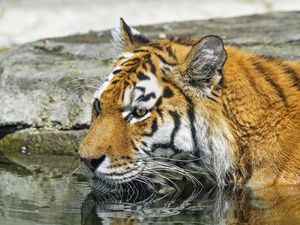 Превью обои тигр, дикое животное, вода, мокрый, большая кошка