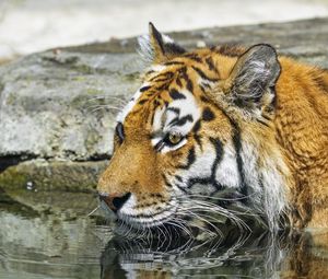 Превью обои тигр, дикое животное, вода, мокрый, большая кошка
