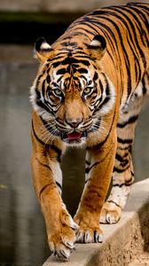 Превью обои тигр, движение, хищник, большая кошка
