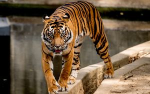 Превью обои тигр, движение, хищник, большая кошка