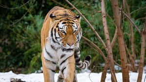 Превью обои тигр, движение, хищник, большая кошка, снег