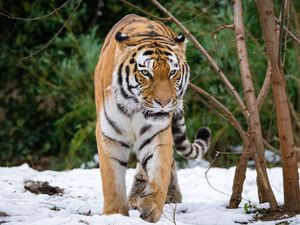 Превью обои тигр, движение, хищник, большая кошка, снег