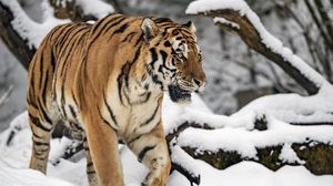 Превью обои тигр, движение, хищник, большая кошка, зима, снег