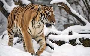 Превью обои тигр, движение, хищник, большая кошка, зима, снег