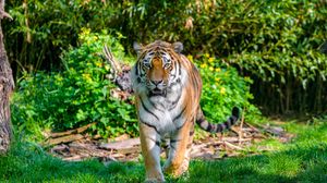 Превью обои тигр, движение, хищник, большая кошка, трава
