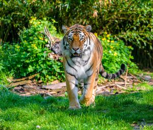 Превью обои тигр, движение, хищник, большая кошка, трава