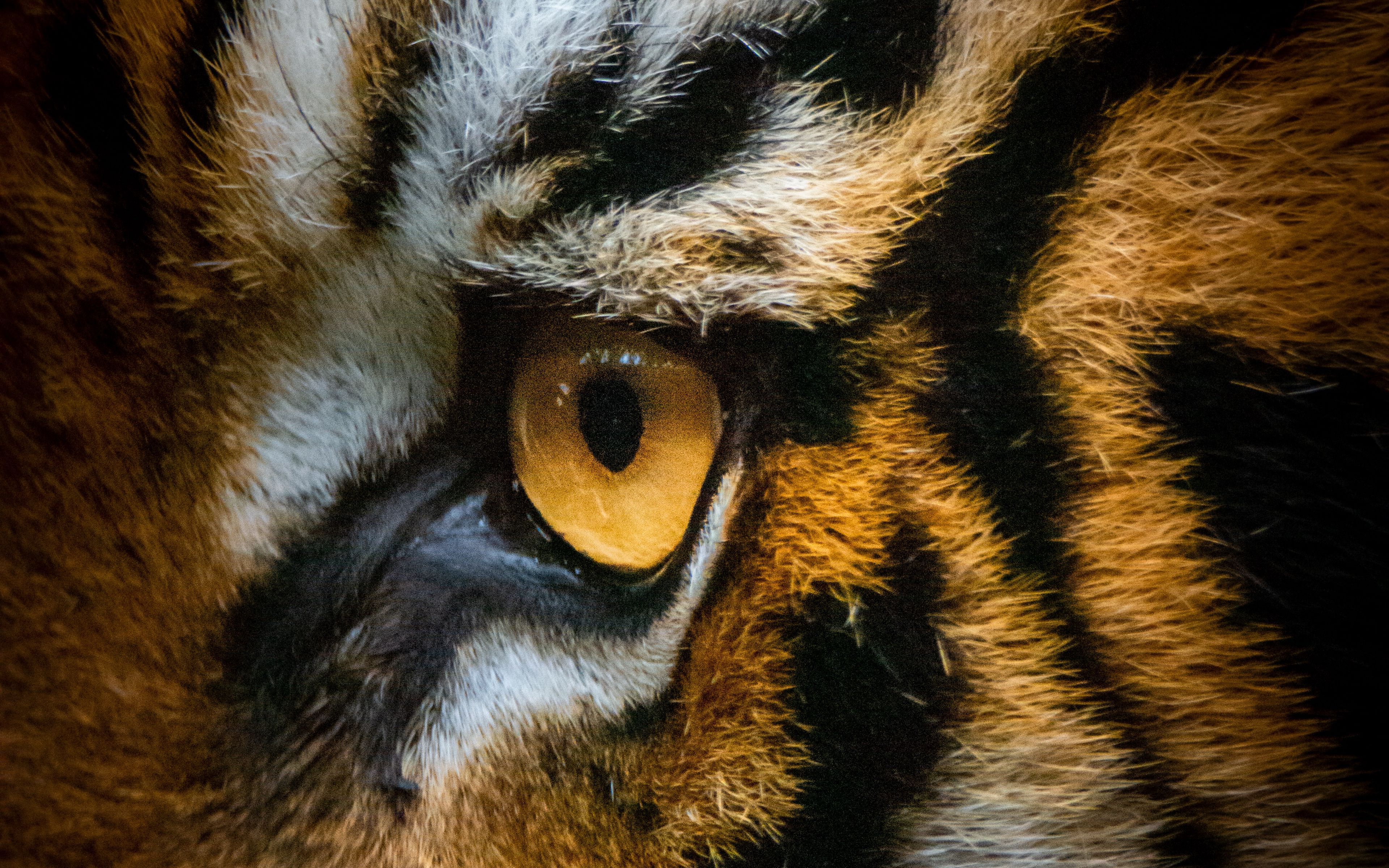 Глаз тигра видео. Глаз тигра. Глаза тигрицы. Ноаза тигра. Жёлтый глаз тигра.