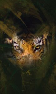 Превью обои тигр, глаза, взгляд, прятаться