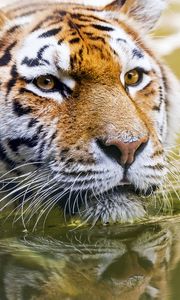 Превью обои тигр, голова, хищник, вода, большая кошка