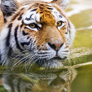 Превью обои тигр, голова, хищник, вода, большая кошка