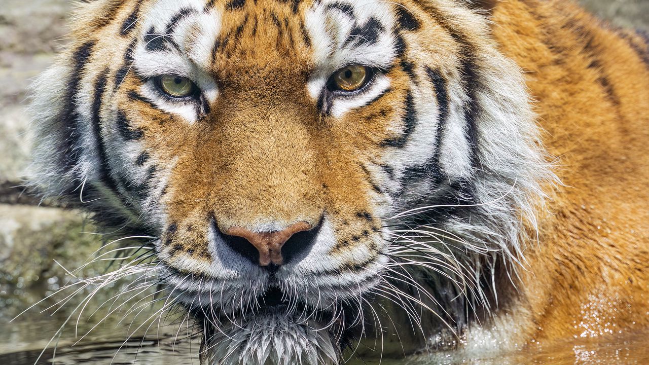 Обои тигр, голова, отражение, хищник, большая кошка
