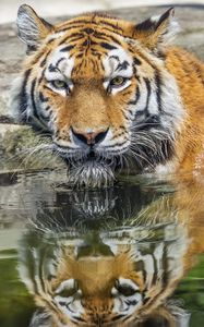 Превью обои тигр, голова, отражение, хищник, большая кошка