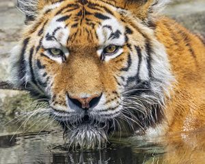 Превью обои тигр, голова, отражение, хищник, большая кошка