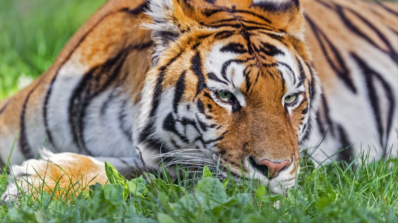 Обои тигр, голова, полосатый, большая кошка, трава