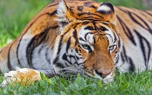 Превью обои тигр, голова, полосатый, большая кошка, трава