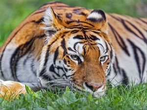 Превью обои тигр, голова, полосатый, большая кошка, трава
