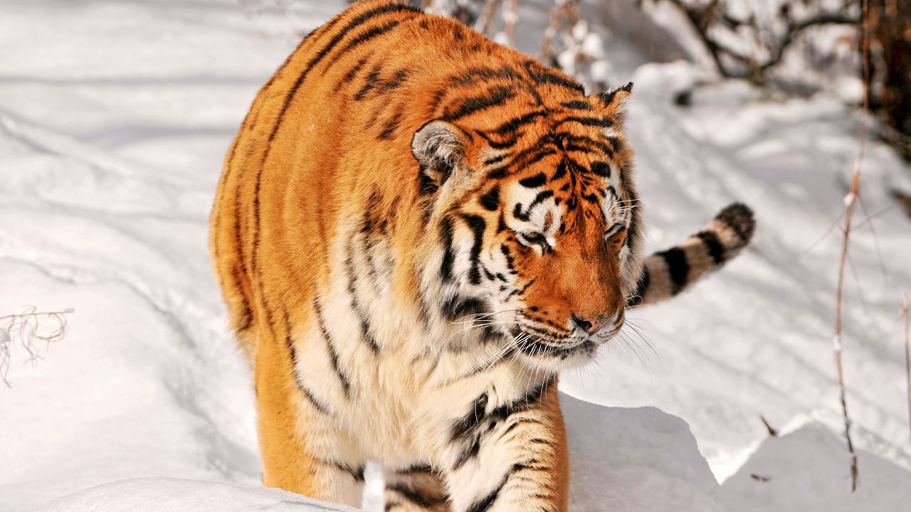 Фото злого тигра в хорошем качестве